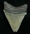 Serrated Megalodon Tooth - Peace River, FL #6368-1